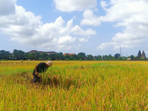 Salah satu petani Nyoman Weta yang ditemui detikBali di sawahnya yang bersebelahan dengan Kantor Pusat Pemerintahan (Puspem) kabupaten Badung, di kawasan Sempidi, Sabtu (24/9/2022)