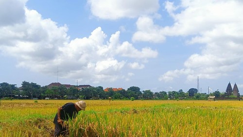 Salah satu petani Nyoman Weta yang ditemui detikBali di sawahnya yang bersebelahan dengan Kantor Pusat Pemerintahan (Puspem) kabupaten Badung, di kawasan Sempidi, Sabtu (24/9/2022)