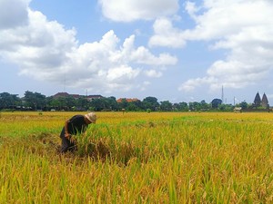 4 Anak Nyoman Weta Petani Sempidi Badung Enggan Ikuti Jejak Ayahnya
