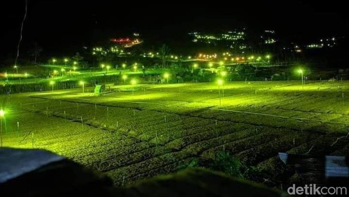 Wisata Lampu Pengusir Hama Kebun Bawang di Enrekang