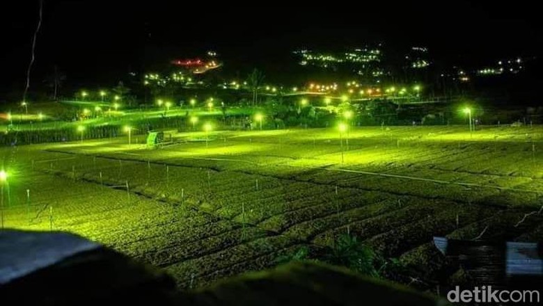 Wisata Lampu Pengusir Hama Kebun Bawang di Enrekang Wisata Lampu Pengusir Hama Kebun Bawang di Enrekang
