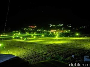 Bukan Wisata Biasa! Kebun Bawang Enrekang Saat Malam Indah Bercahaya