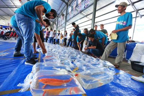 Banyuwangi Young Koi Show Diikuti Ribuan Ikan Koi Dari Berbagai Daerah di Indonesia