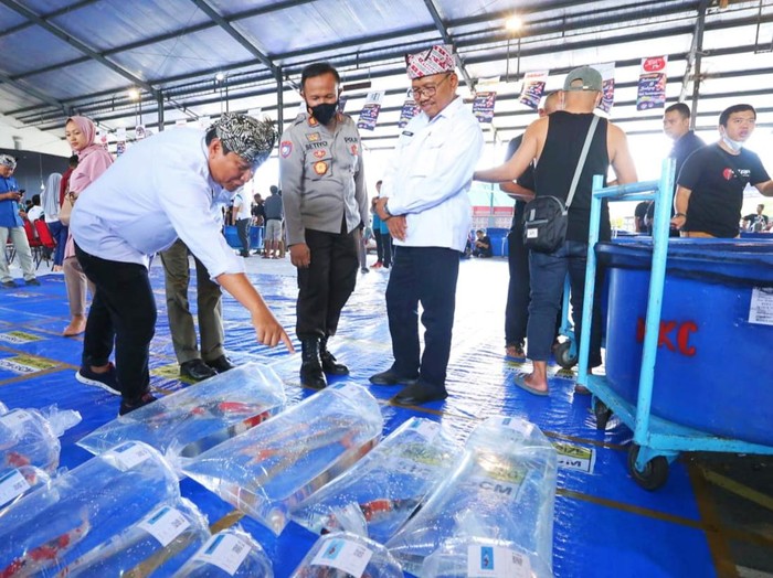 Banyuwangi Young Koi Show Diikuti Ribuan Ikan Koi Dari Berbagai Daerah di Indonesia