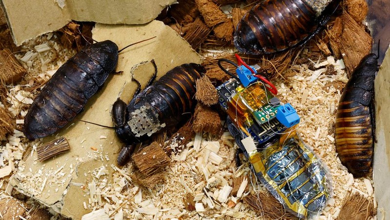 A researcher shows a Madagascar hissing cockroach, mounted with a 