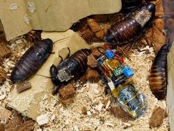 Jepang Bikin Kecoa Robot untuk Misi Kemanusiaan, Begini Wujudnya