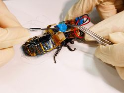 Jepang Bikin Kecoa Robot untuk Misi Kemanusiaan, Begini Wujudnya