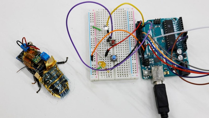 A researcher shows a Madagascar hissing cockroach, mounted with a 