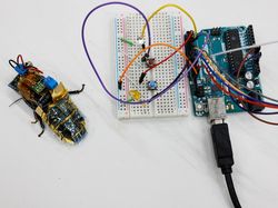 Jepang Bikin Kecoa Robot untuk Misi Kemanusiaan, Begini Wujudnya