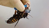 A researcher shows a Madagascar hissing cockroach, mounted with a 