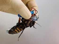 Jepang Bikin Kecoa Robot untuk Misi Kemanusiaan, Begini Wujudnya