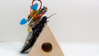 Saat ini, para peneliti masih terus menyempurnakan robot itu. Pasalnya, masih ada kendala ketika para peneliti mencoba mengendalikannya. Nantinya kecoa robot ini akan membantu tim penyelamatan SAR (search and rescue) dalam bencana agar dapat menjangkau area berbahaya dengan efisien.