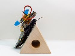 Jepang Bikin Kecoa Robot untuk Misi Kemanusiaan, Begini Wujudnya