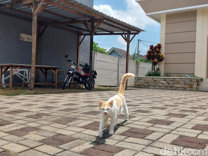 Kucing diwilayah Perumahan Patraland Place, Kota Malang