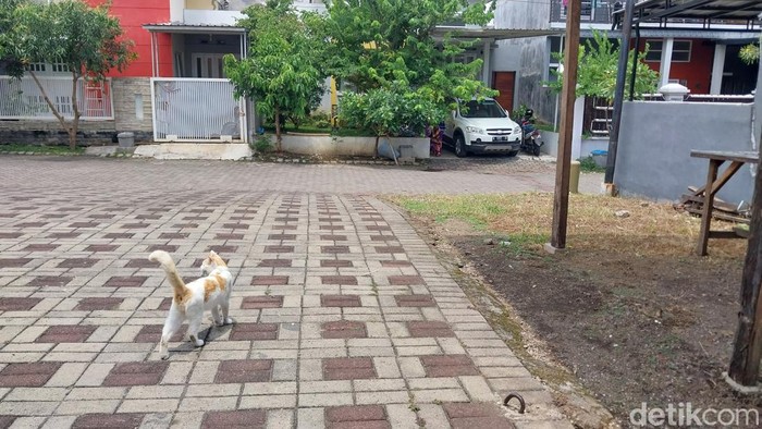 Kucing diwilayah Perumahan Patraland Place, Kota Malang