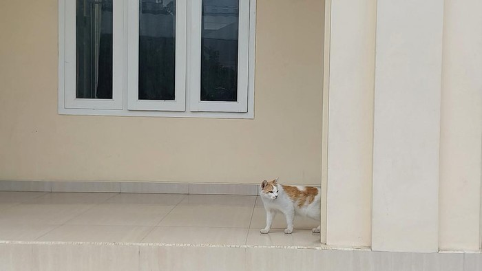 kucing-kucing di malang yang berkeliaran