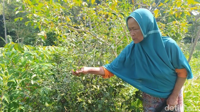 Mbah Pasiah (70), warga Dusun Grogol, Desa Tanjungsari, Kecamatan Windusari, Kabupaten Magelang saat memetik daun teh, Sabtu (24/9/2022).