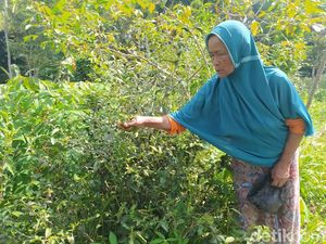 Menengok Mbah Pasiah Penjual Sayur Magelang, Sakit Katarak-Pengin Operasi