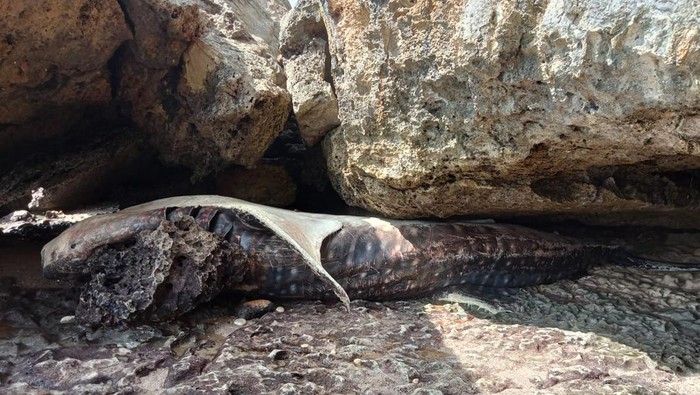 paus mati terdampar di Pantai Watukarung