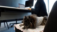 Toramaru, anjing peliharaan Pomeranian berusia enam bulan duduk di sebelah pemiliknya Mayumi Inoue saat dia bekerja.