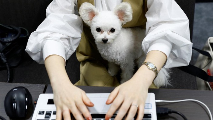 Yuka Hatagaki takes a walk with her five-year-old Maltese-poodle cross pet dog Noel during a lunch break while she works at an experimental 