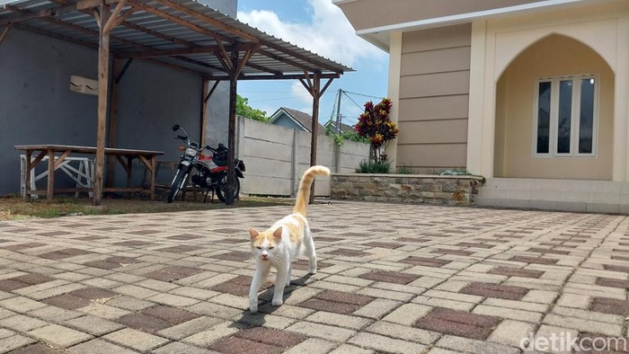 Salah Satu kucing di wilayah perumahan Patraland Place, Malang.