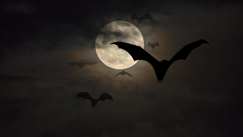 Vampir Ilustrasi vampir