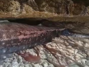 Terkendala Gelombang Laut, Paus Mati Terjepit Karang di Pacitan Gagal Dievakuasi