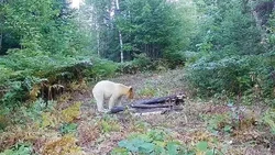 Penampakan Beruang Putih Langka Terekam Kamera, Aslikah?