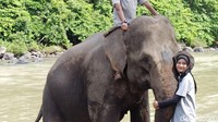 Di tempat ini pengunjung bisa membawa gajah mandi ke sungai. Tempat ini juga memiliki pemandangan yang indah. (Agus Setyadi/detikSumut)