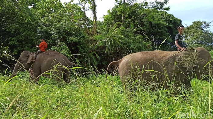 Wisata Gajah Aceh