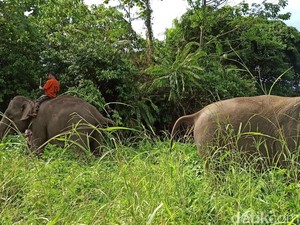 Konflik Manusia dan Gajah di Aceh Terkesan Dibiarkan