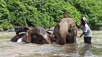 Untuk pengunjung yang ingin bermain bersama gajah hanya perlu membayar Rp 60 ribu. Selain gajah jinak, traveler yang beruntung juga dapat melihat langsung keberadaan gajah liar di sekitar lokasi. (Agus Setyadi/detikSumut)