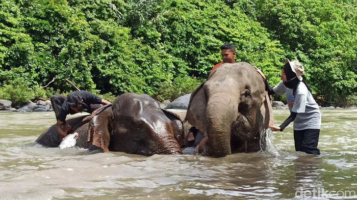 Gajah jinak di CRU DAS Peusangan saat mandi di sungai. (Agus Setyadi/detikSumut)