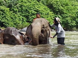 Video: Penjelasan Pakar Neurobiologi soal Aksi Gajah Mandi Sendiri