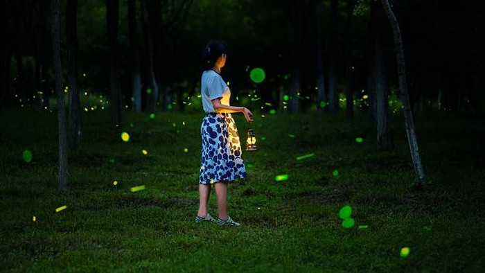 BEIJING, CHINA - SEPTEMBER 17, 2022 - A view of fireflies at night, September 17, 2022, Beijing, China. (Photo credit should read CFOTO/Future Publishing via Getty Images)