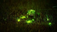 Cahaya ini dihasilkan oleh Sinar Dingin yang tidak mengandung ultraviolet maupun sinar inframerah.  