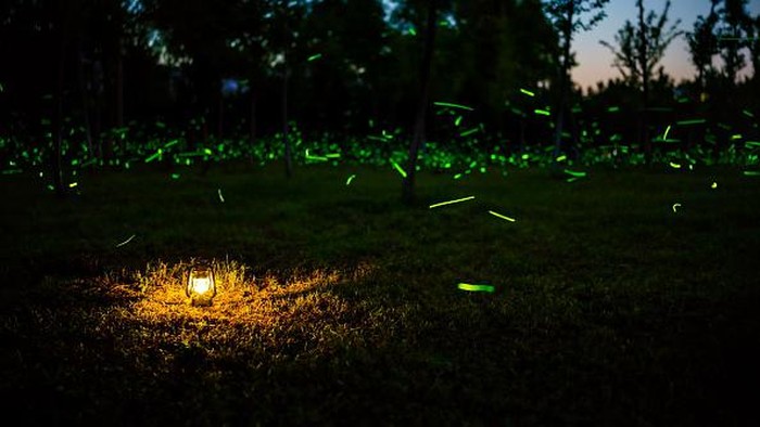 BEIJING, CHINA - SEPTEMBER 17, 2022 - A view of fireflies at night, September 17, 2022, Beijing, China. (Photo credit should read CFOTO/Future Publishing via Getty Images)