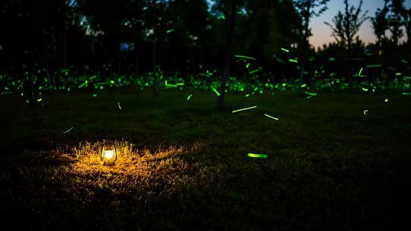 Kunang-kunang adalah sejenis serangga yang dapat mengeluarkan cahaya yang jelas tampak ketika malam hari.  
