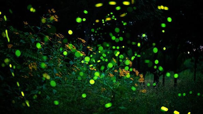 BEIJING, CHINA - SEPTEMBER 17, 2022 - A view of fireflies at night, September 17, 2022, Beijing, China. (Photo credit should read CFOTO/Future Publishing via Getty Images)