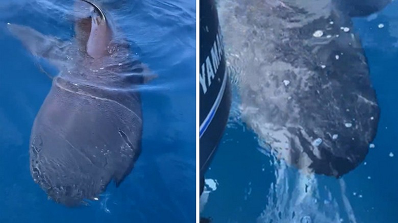 Megamouth Sharks Megamouth Sharks