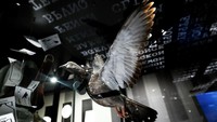 Seekor merpati yang dilengkapi dengan kamera pengintai dipajang di museum Central Intelligence Agency. Museum ini menampilkan benda mata-mata hingga yang menjadi barang bukti penangkapan agen rahasia CIA.