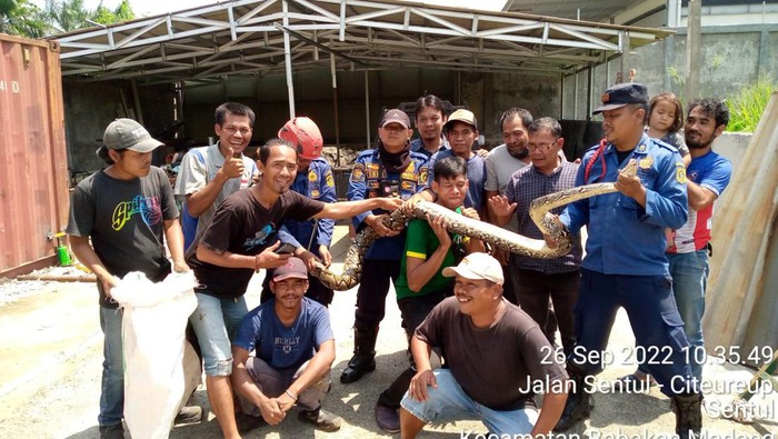 Penemuan ular 4 meter di Bogor (dok. Damkar Bogor)