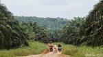 Perjuangan Mantri BRI Tembus Hutan Sawit Kalimantan