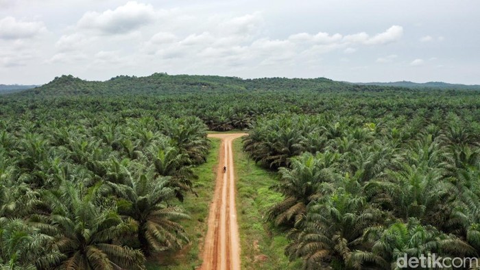 Mantri BRI Awang mengendarai sepeda motor menembus hutan sawit, Jagoi Babang, Kalimantan Barat, Selasa (6/9/2022). Mulanya Awang bekerja sebagai teller, lalu menjadi customer service, bagian agen Brilink dan kini ia dipercaya bertugas menjadi mantri.