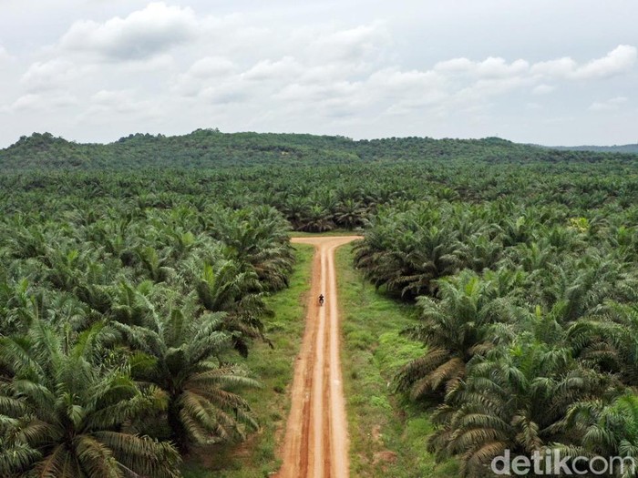 Mantri BRI Awang mengendarai sepeda motor menembus hutan sawit, Jagoi Babang, Kalimantan Barat, Selasa (6/9/2022). Mulanya Awang bekerja sebagai teller, lalu menjadi customer service, bagian agen Brilink dan kini ia dipercaya bertugas menjadi mantri.