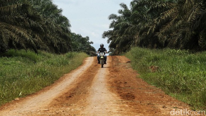 Mantri BRI Awang mengendarai sepeda motor menembus hutan sawit, Jagoi Babang, Kalimantan Barat, Selasa (6/9/2022). Mulanya Awang bekerja sebagai teller, lalu menjadi customer service, bagian agen Brilink dan kini ia dipercaya bertugas menjadi mantri.