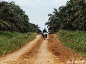 Perjuangan Mantri BRI Tembus Hutan Sawit Kalimantan