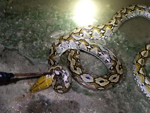 Ular Piton 6 Meter di Mateng Ditangkap Usai Mangsa Ternak Warga