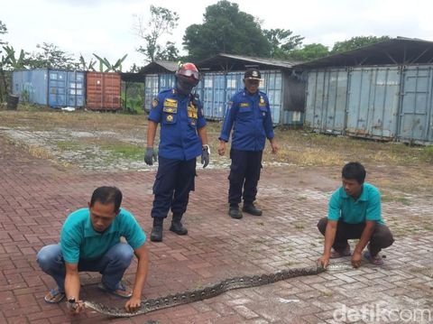 Ular yang ditemukan di atap pabrik di Sukabumi.
